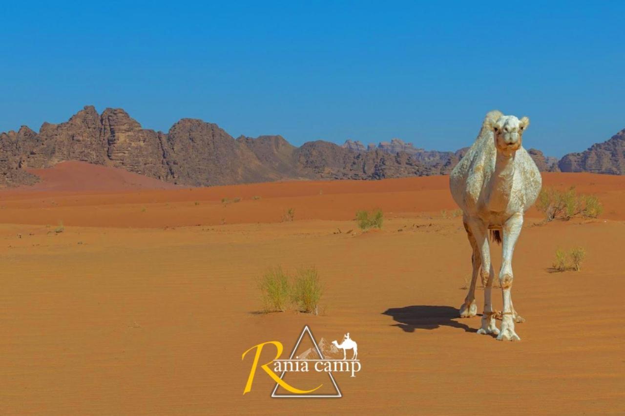 Wadi Rum,Rania Camp Kültér fotó